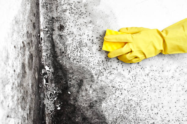 Best Mold Cleaning Services  in Loyal, WI