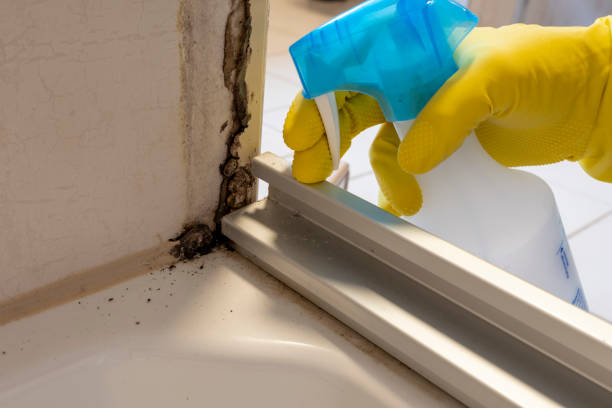 Mold Testing and Removal in Loyal, WI