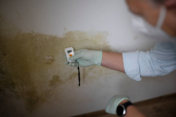 Best Black Mold Removal  in Loyal, WI