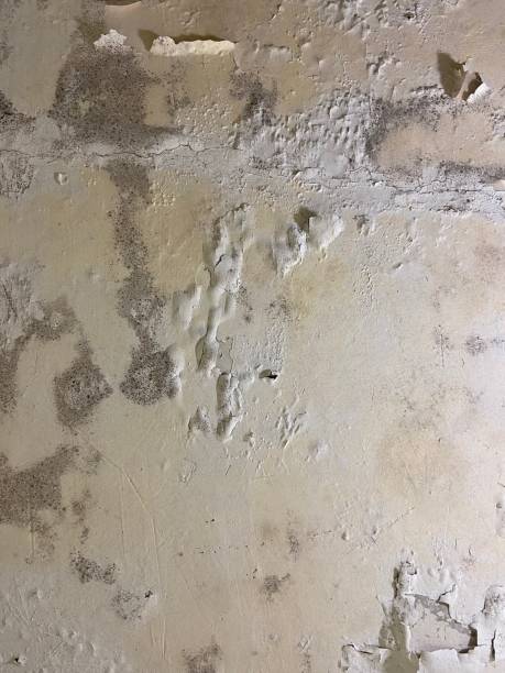 Best Fast Mold Removal  in Loyal, WI