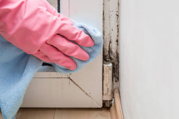 Best Professional Mold Removal  in Loyal, WI