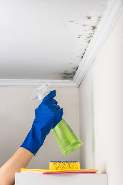 Best Affordable Mold Removal  in Loyal, WI